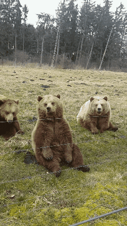 다리쩍벌하고 있는 곰 사진 본적있으면 빨리 들어와봐🐻 | 인스티즈