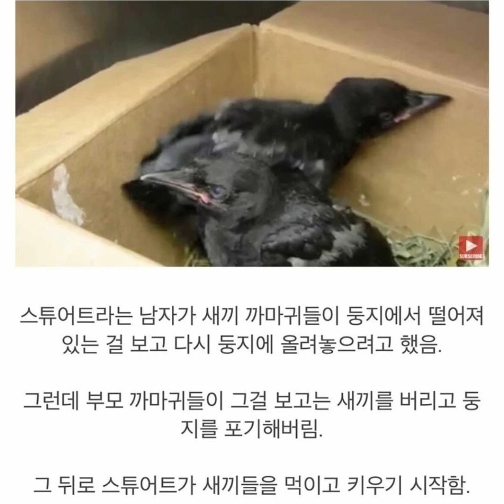  둥지에서 떨어진 새끼 까마귀를 구해줬더니