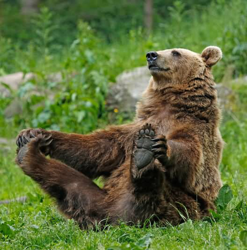 다리쩍벌하고 있는 곰 사진 본적있으면 빨리 들어와봐🐻 | 인스티즈