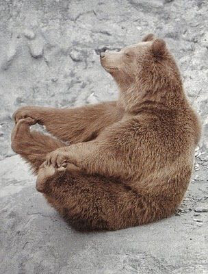 다리쩍벌하고 있는 곰 사진 본적있으면 빨리 들어와봐🐻 | 인스티즈