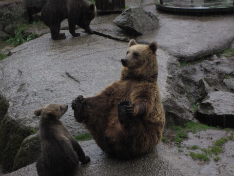 다리쩍벌하고 있는 곰 사진 본적있으면 빨리 들어와봐🐻 | 인스티즈