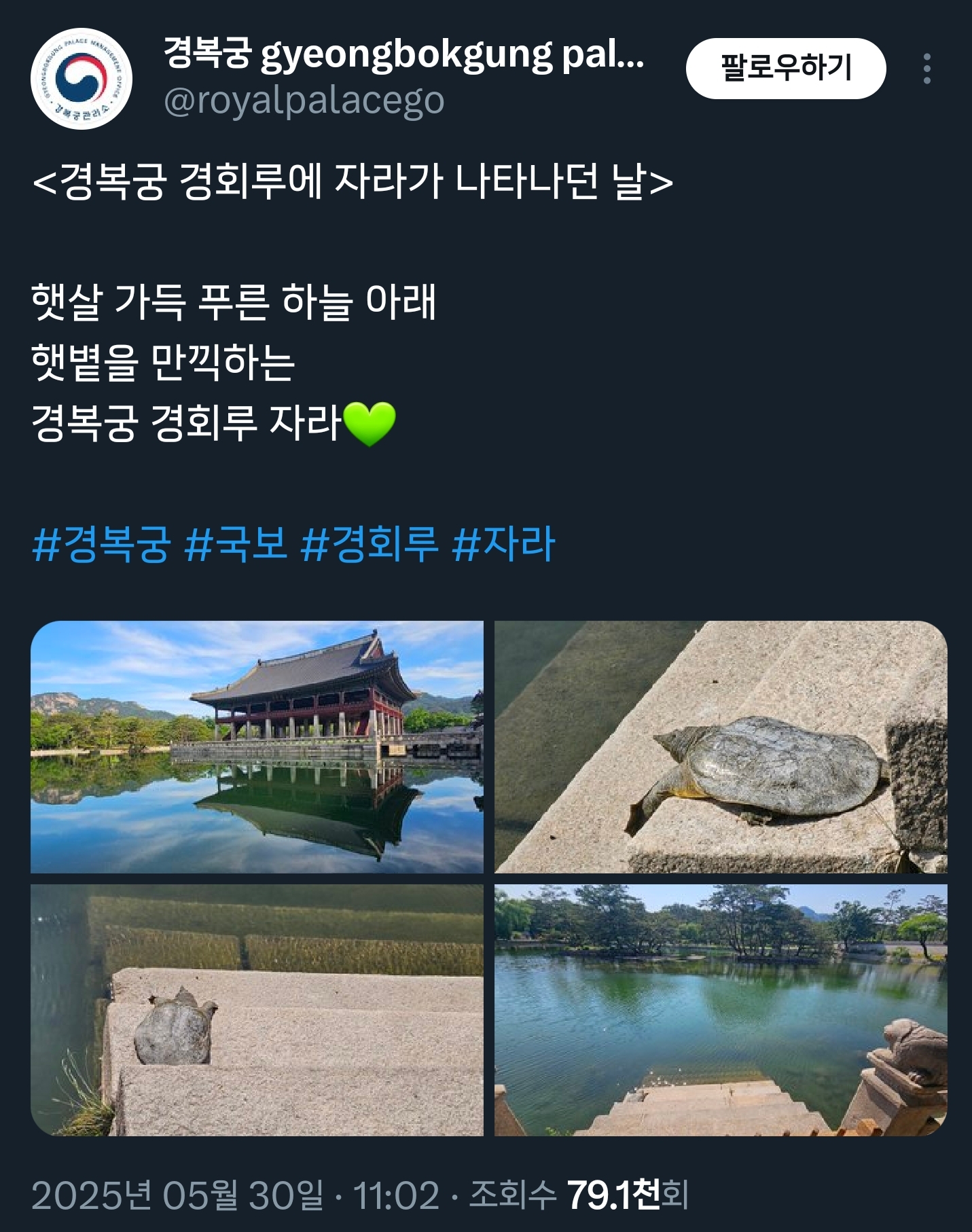 오늘 경복궁 경회루에 나타난 자라🐢 (feat. 길한징조) | 인스티즈