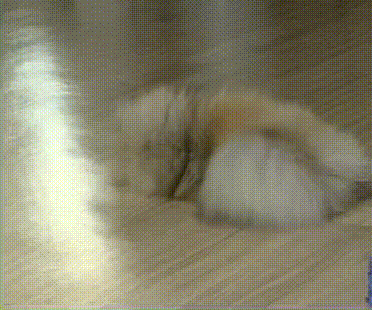 잘때 꿈꾸는 우리강아지1