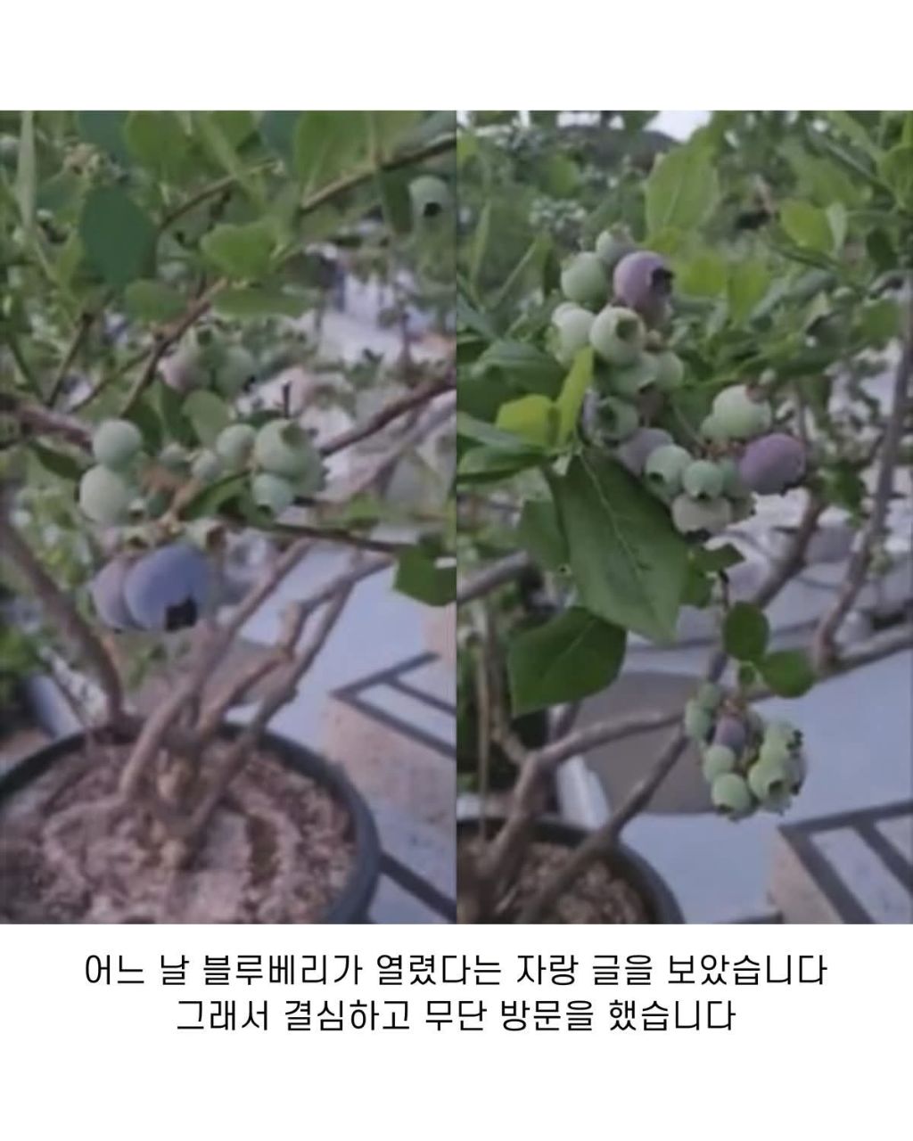 블루베리 서리한 남자 | 인스티즈
