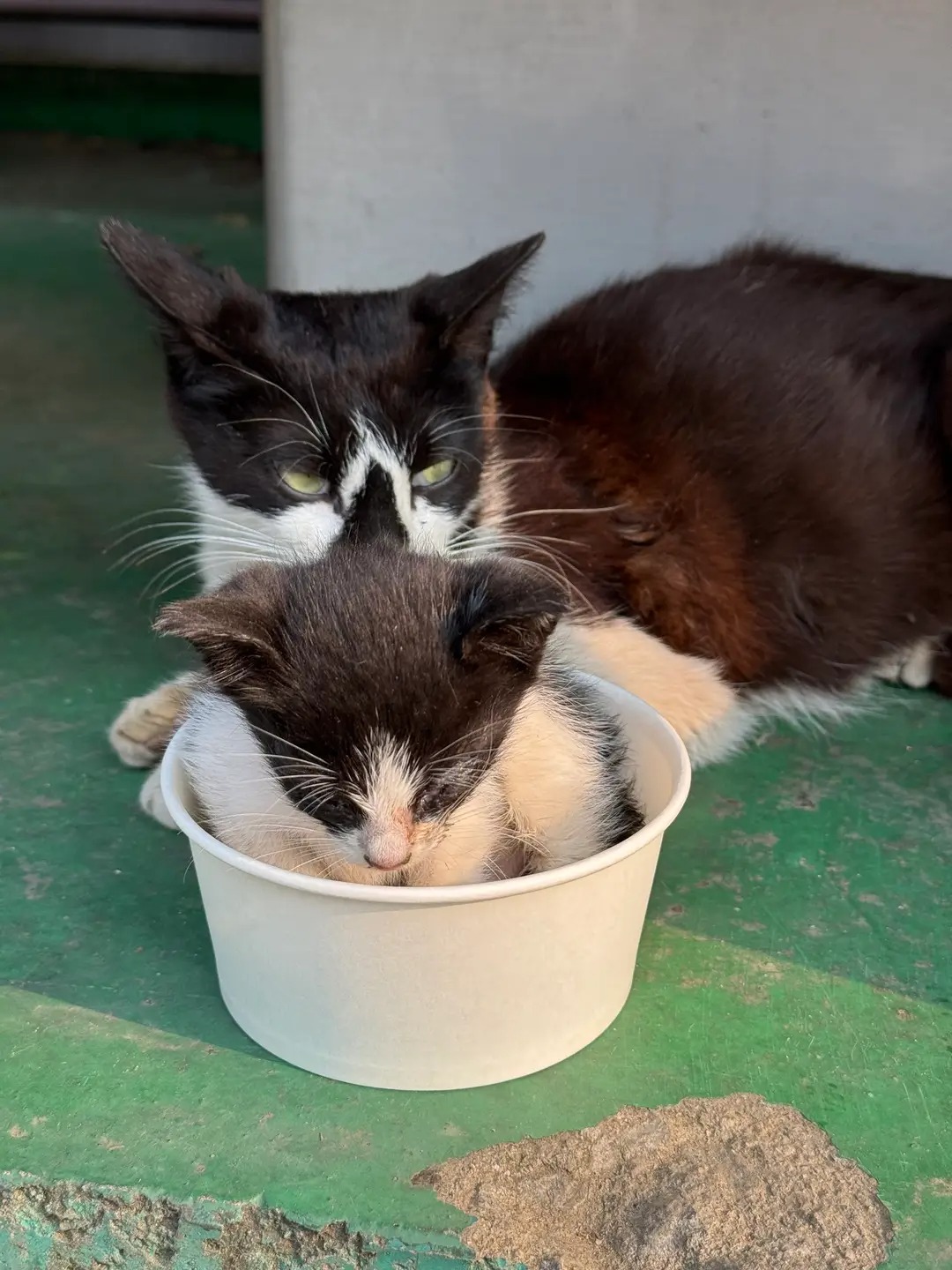 엄마가 밥 먹는데 방해하는 아기 | 인스티즈