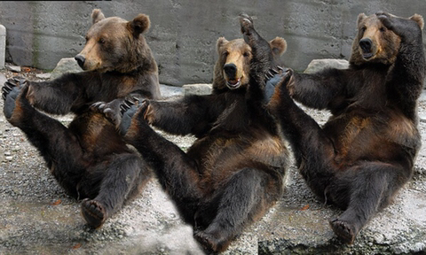 다리쩍벌하고 있는 곰 사진 본적있으면 빨리 들어와봐🐻 | 인스티즈