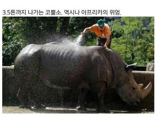 지피티가 본 코뿔소vs호랑이 성체대결 | 인스티즈