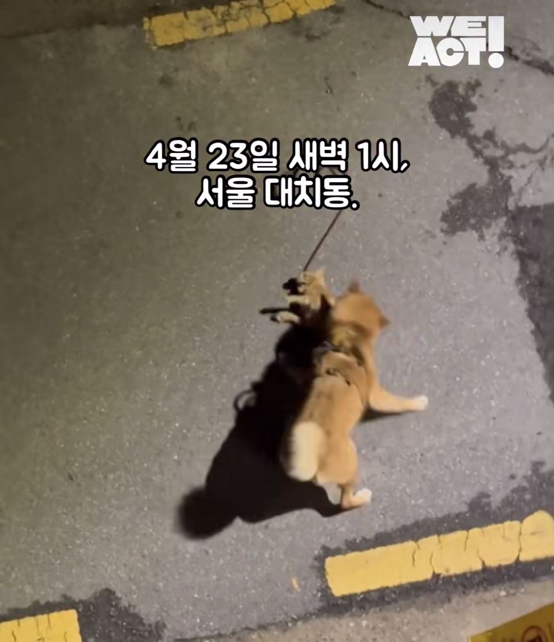  대치동 길고양이 사망 사건 견주 혐의없음 불송치 결정
