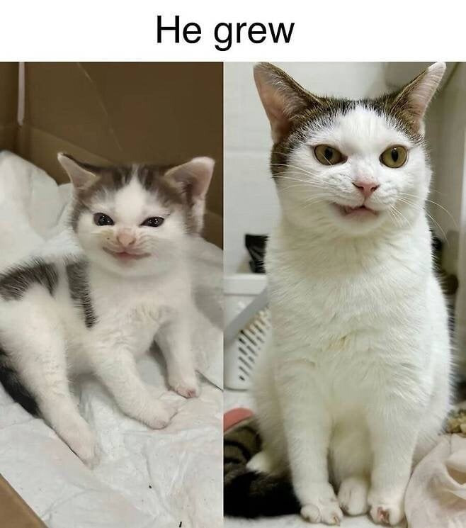  어릴 때 그대로 자란 고양이3