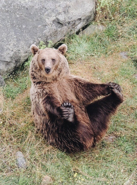 다리쩍벌하고 있는 곰 사진 본적있으면 빨리 들어와봐🐻 | 인스티즈