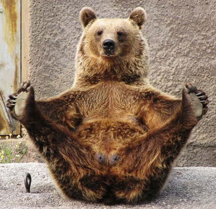  다리쩍벌하고 있는 곰 사진 본적있으면 빨리 들어와봐🐻