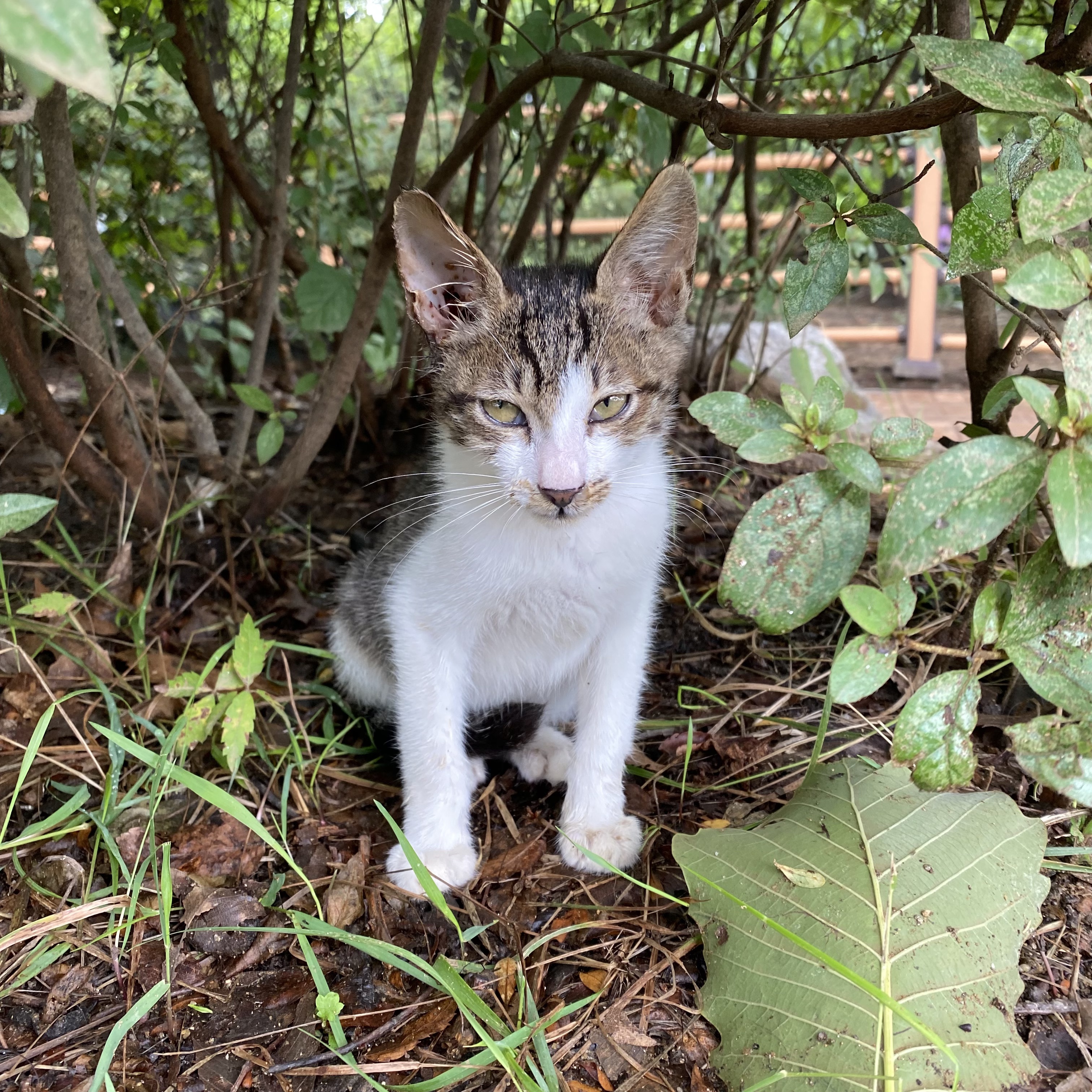 코시국에 재택하다가 고양이를 만났는데.. | 인스티즈