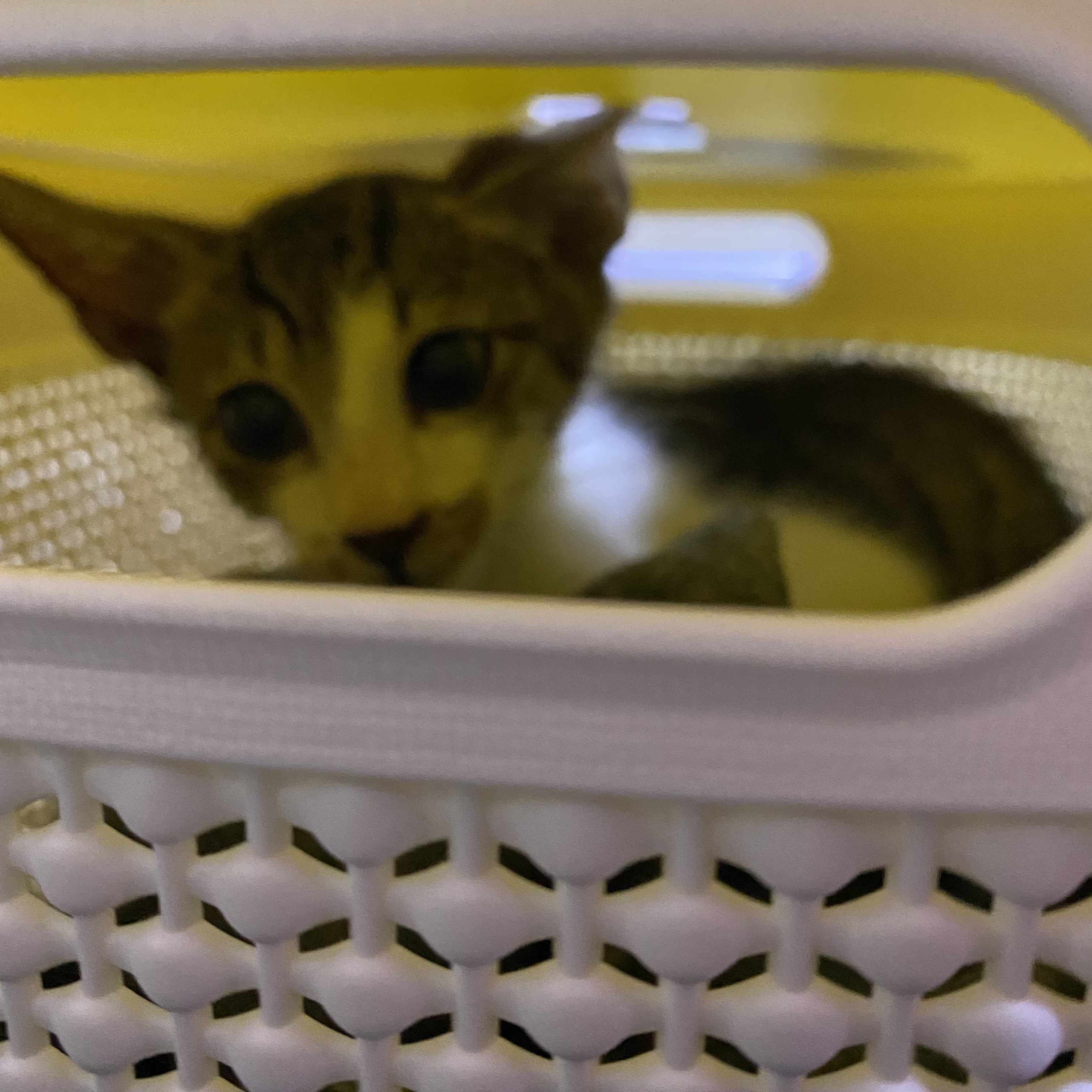 코시국에 재택하다가 고양이를 만났는데.. | 인스티즈