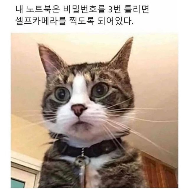 고양이가 귀여워서 지구를 구햇다는건가요? 례... | 인스티즈