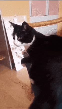 몽총한 고양이.gif