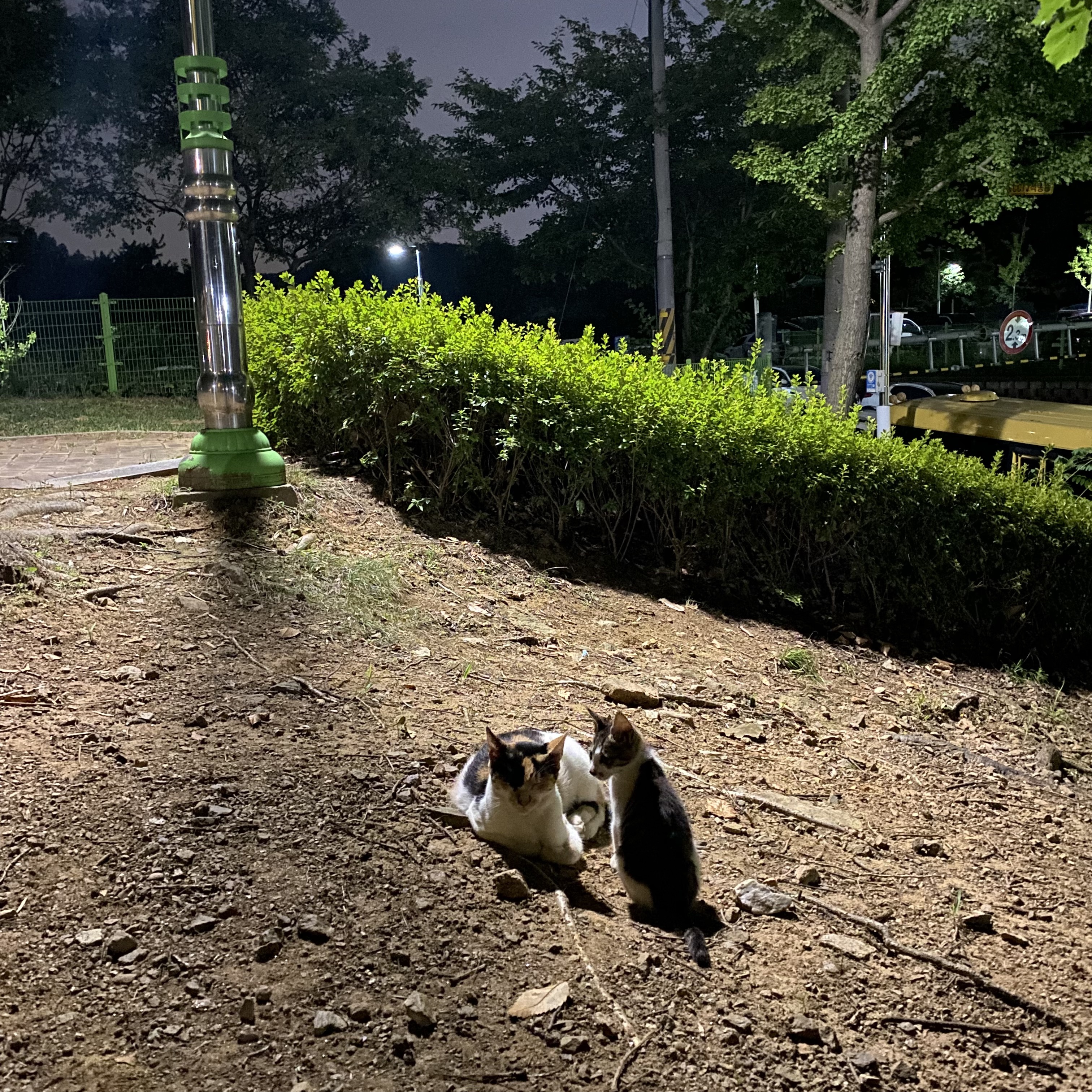 코시국에 재택하다가 고양이를 만났는데.. | 인스티즈