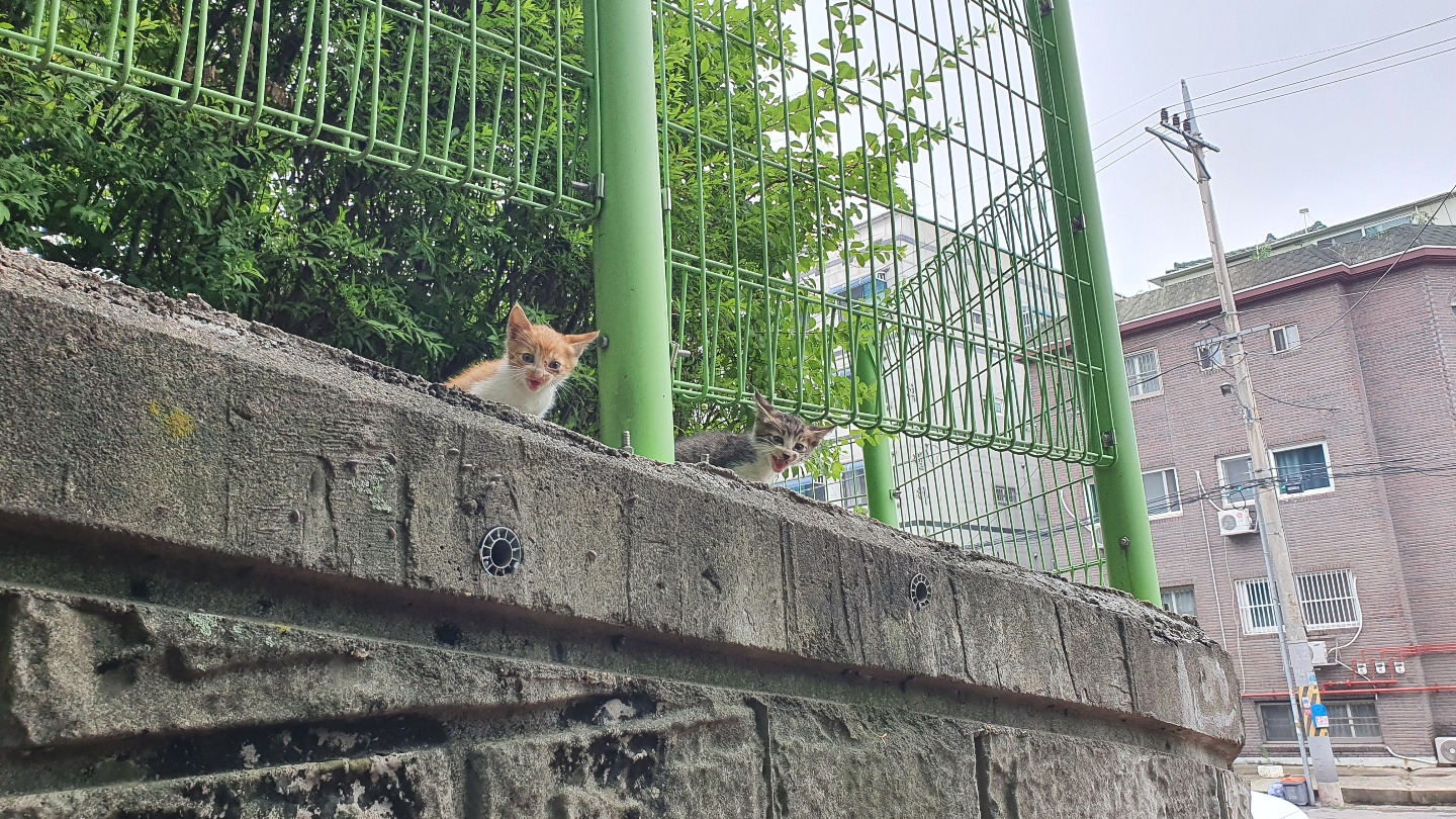 코시국에 재택하다가 고양이를 만났는데.. | 인스티즈