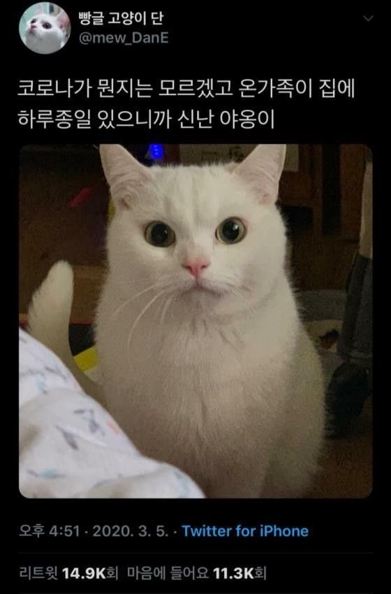 고양이가 귀여워서 지구를 구햇다는건가요? 례... | 인스티즈