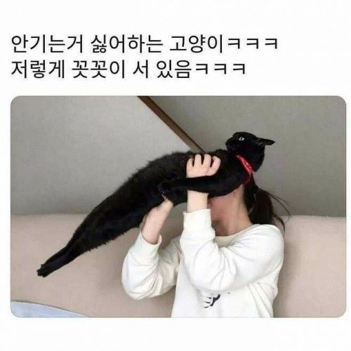 고양이가 귀여워서 지구를 구햇다는건가요? 례... | 인스티즈