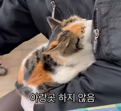 짜부가 되어도 달라붙어있는 고양이 | 인스티즈