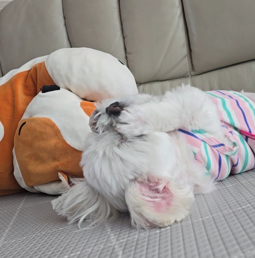  강아지 코떼먹기놀이했는데 진심 주둥이싸매며 싫어함.twt