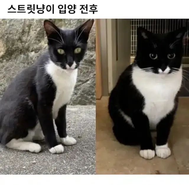 고양이가 귀여워서 지구를 구햇다는건가요? 례... | 인스티즈