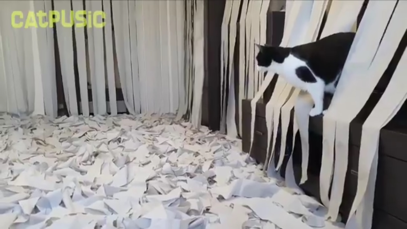 최애가 휴지인 고양이에게 '휴지방'을 선물하다! | 인스티즈