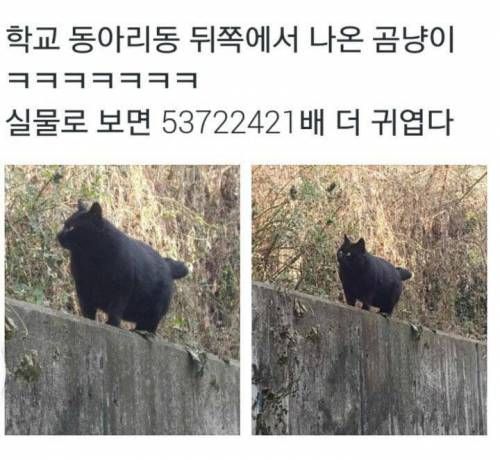 고양이가 귀여워서 지구를 구햇다는건가요? 례... | 인스티즈