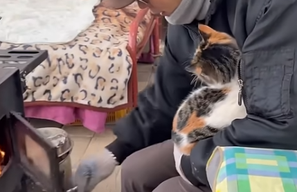 짜부가 되어도 달라붙어있는 고양이 | 인스티즈