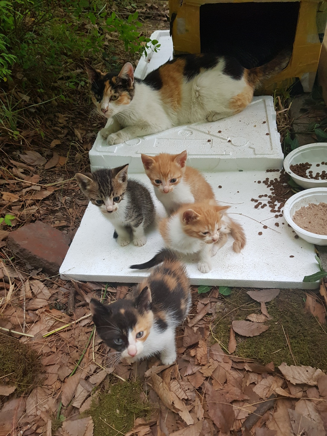 코시국에 재택하다가 고양이를 만났는데.. | 인스티즈