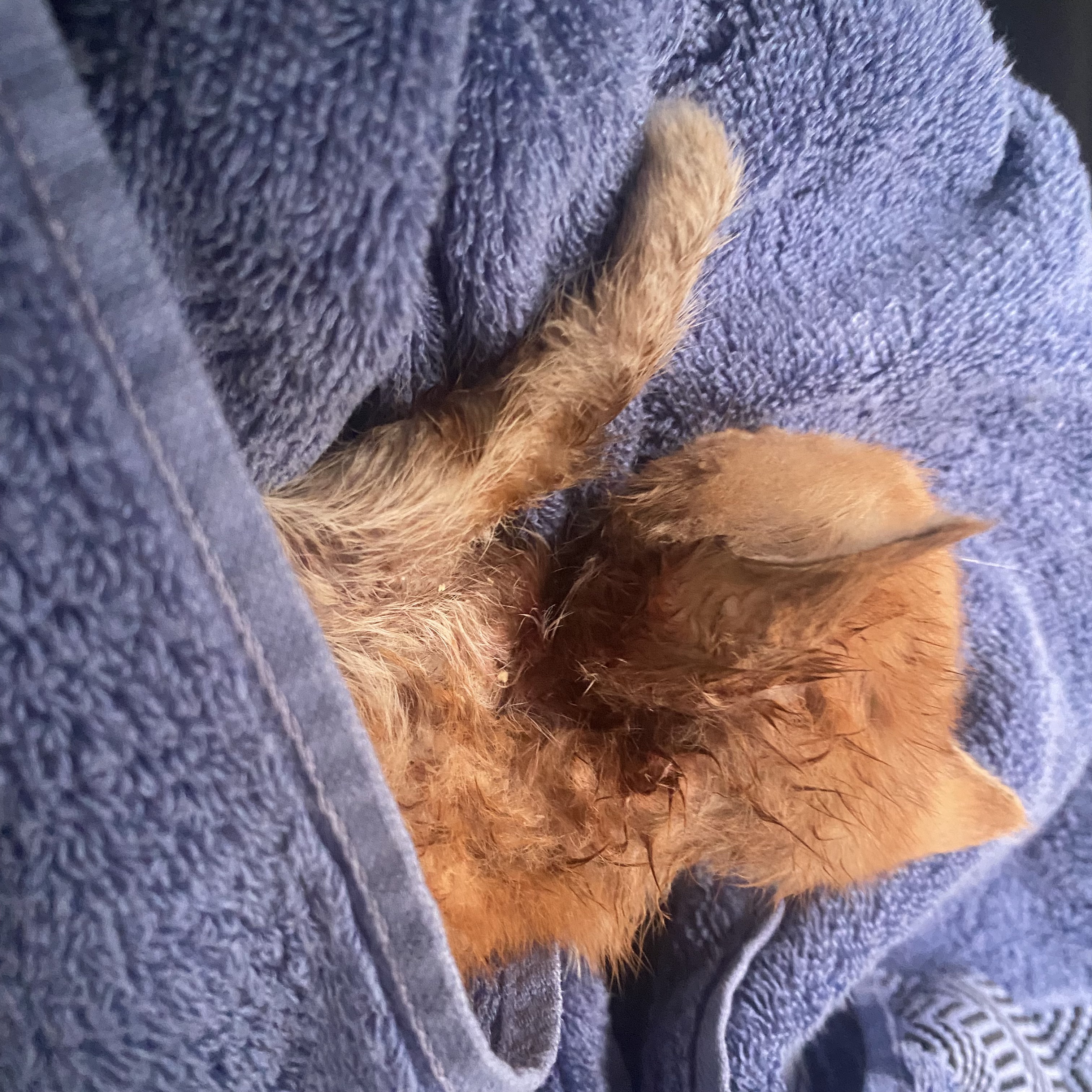 코시국에 재택하다가 고양이를 만났는데.. | 인스티즈