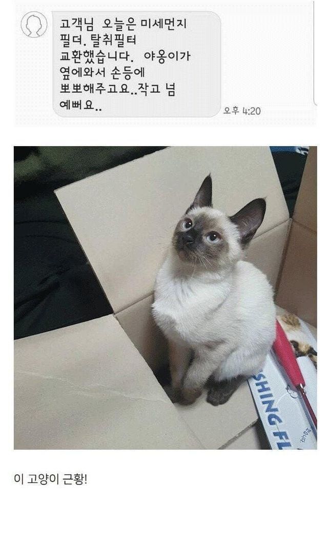 고양이가 귀여워서 지구를 구햇다는건가요? 례... | 인스티즈