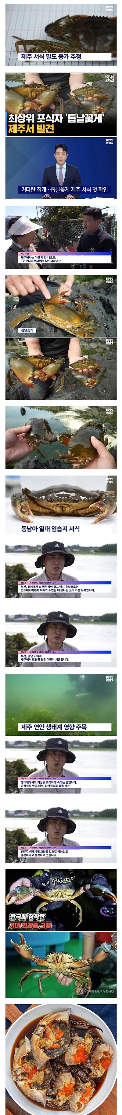 현재 큰일났다는 제주 외래종 꽃게 등장 상황.jpg