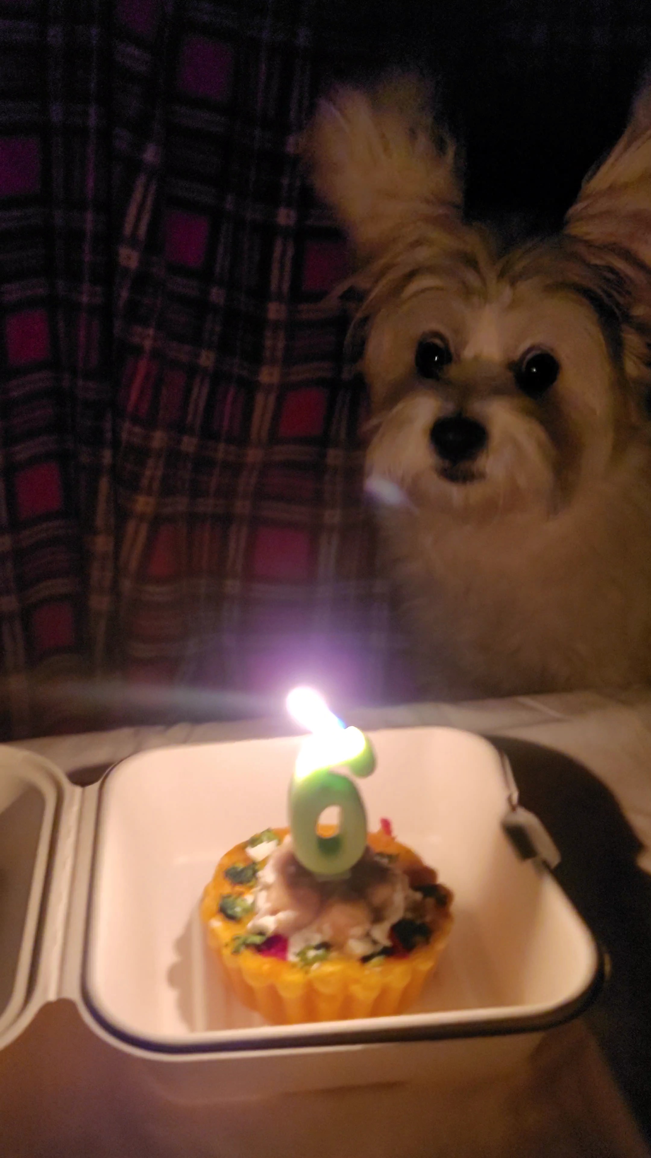 우리 강아지 생일 케이크 받고 놀란듯