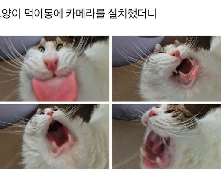 고양이가 귀여워서 지구를 구햇다는건가요? 례... | 인스티즈