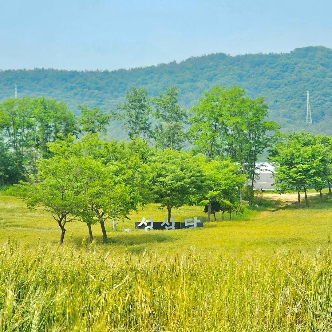  최근 성심당 근황