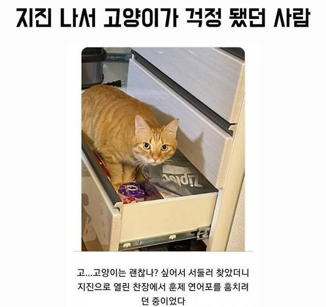고양이가 귀여워서 지구를 구햇다는건가요? 례... | 인스티즈