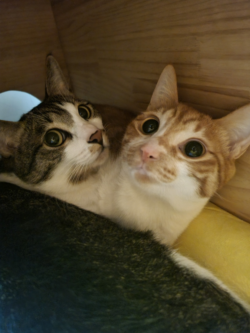 코시국에 재택하다가 고양이를 만났는데.. | 인스티즈