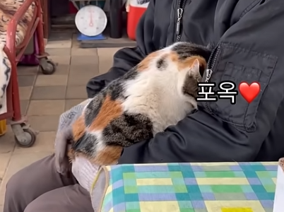 짜부가 되어도 달라붙어있는 고양이 | 인스티즈