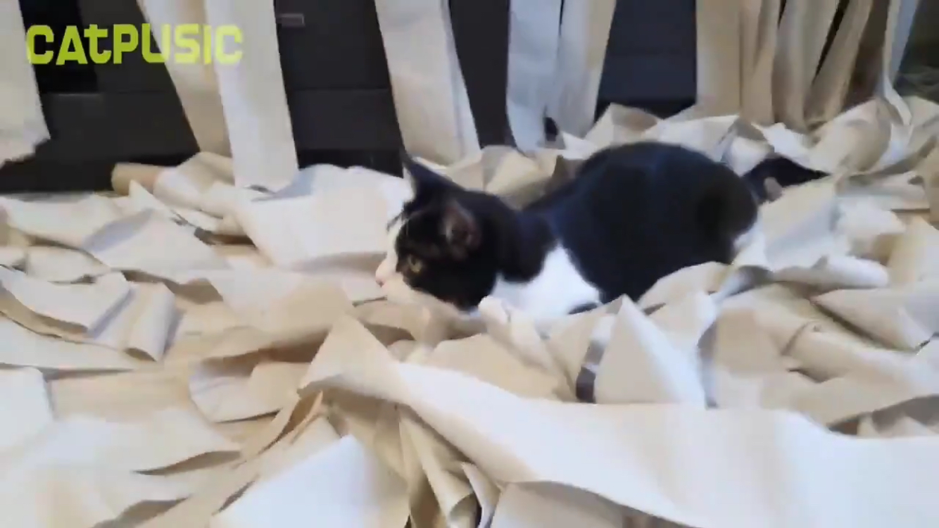 최애가 휴지인 고양이에게 '휴지방'을 선물하다! | 인스티즈