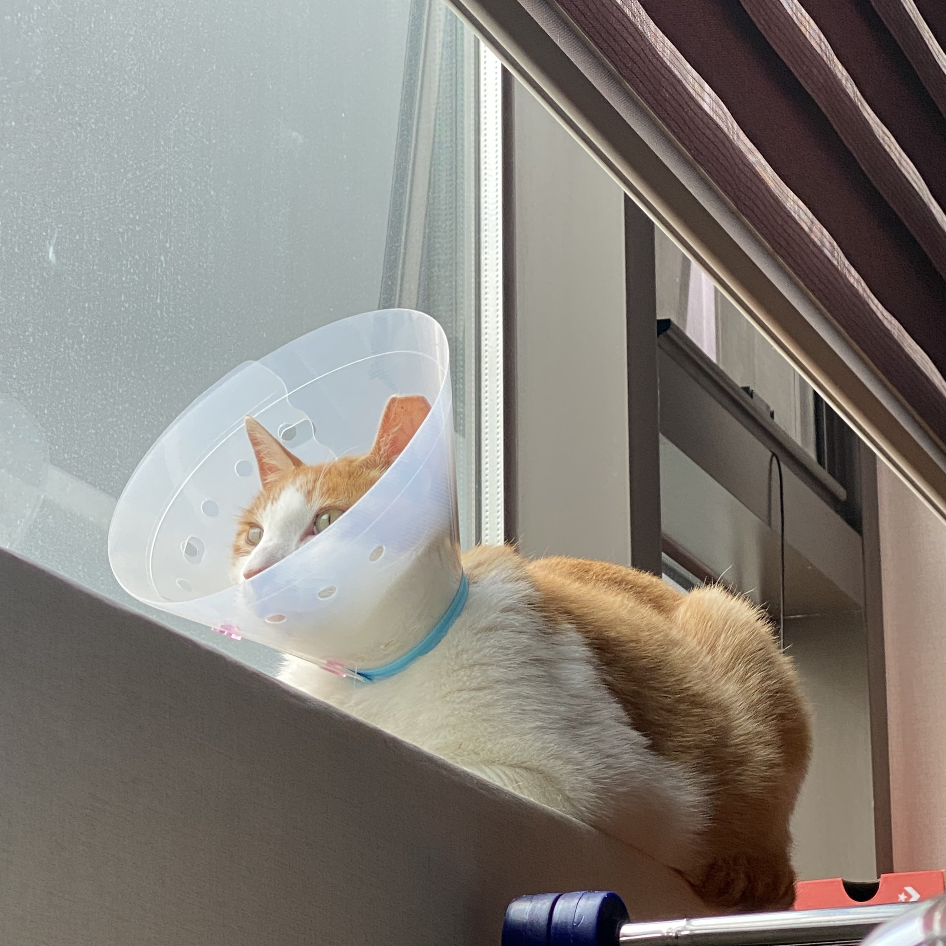 코시국에 재택하다가 고양이를 만났는데.. | 인스티즈