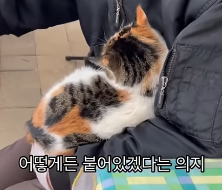 짜부가 되어도 달라붙어있는 고양이 | 인스티즈
