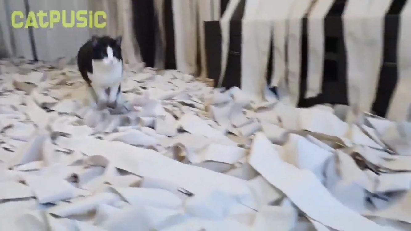 최애가 휴지인 고양이에게 '휴지방'을 선물하다! | 인스티즈