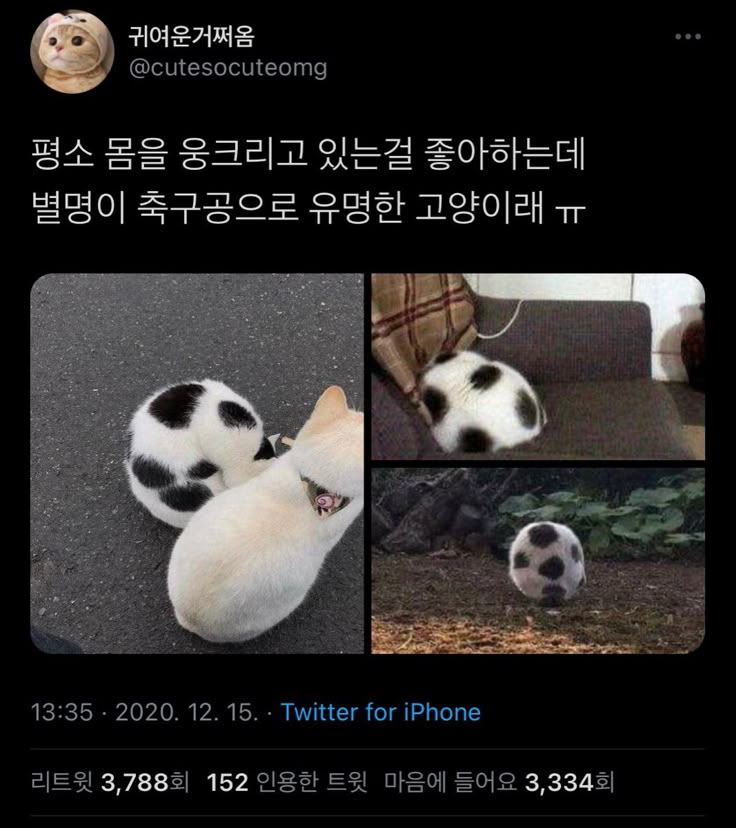  고양이가 귀여워서 지구를 구햇다는건가요? 례...