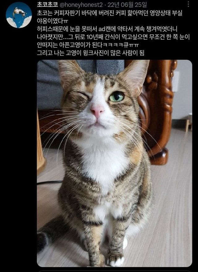고양이가 귀여워서 지구를 구햇다는건가요? 례... | 인스티즈
