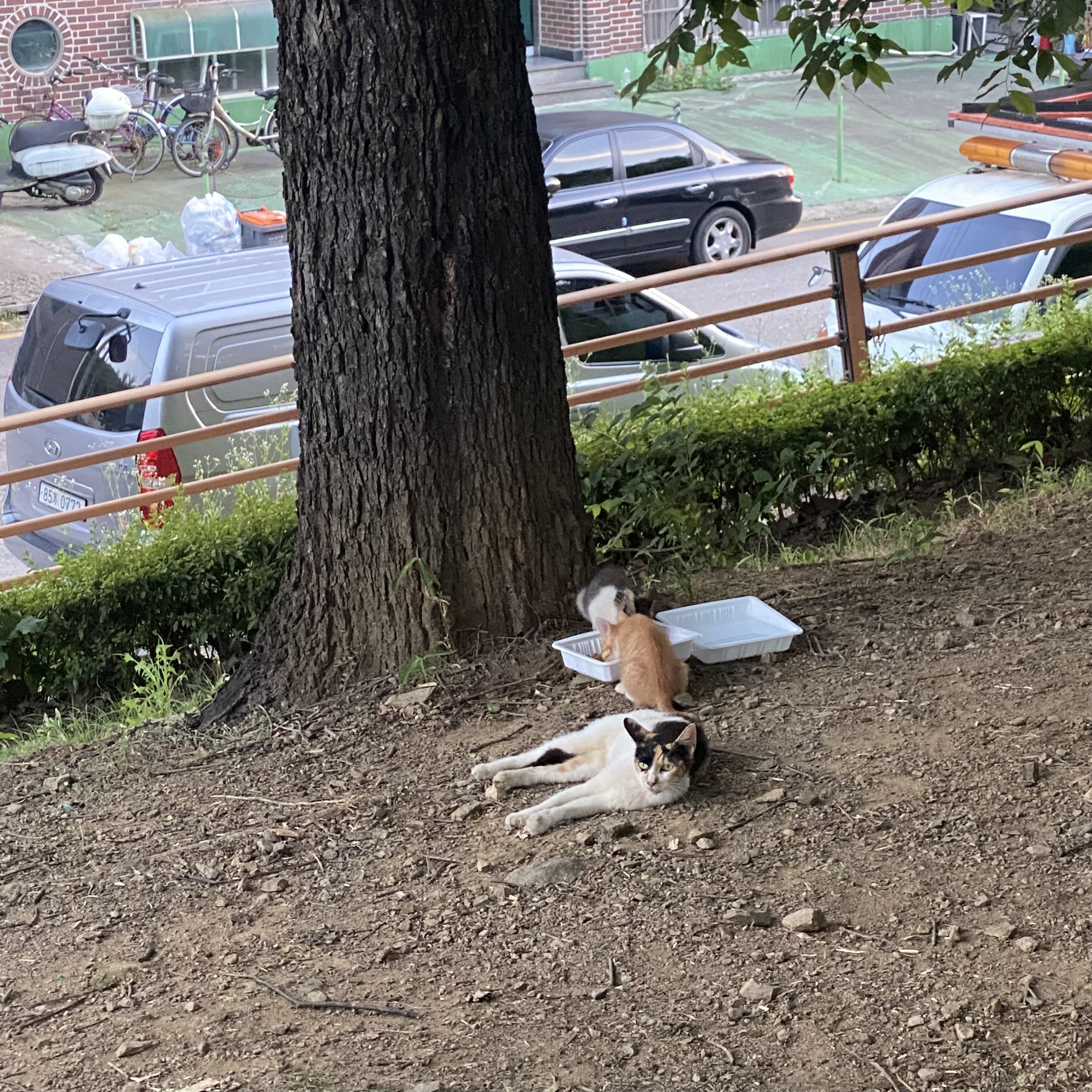코시국에 재택하다가 고양이를 만났는데.. | 인스티즈