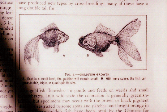 팀 버튼 감독 빅 피쉬 재개봉 | 인스티즈