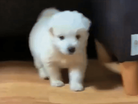 대형견을 처음 본 아기 강아지 | 인스티즈