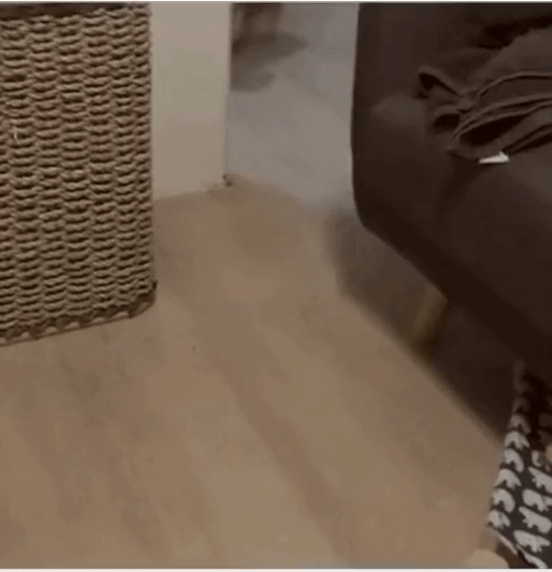 강아지가 점점 아내의 표정을 닮아간다.gif