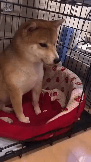 성깔있는 시바견 | 인스티즈